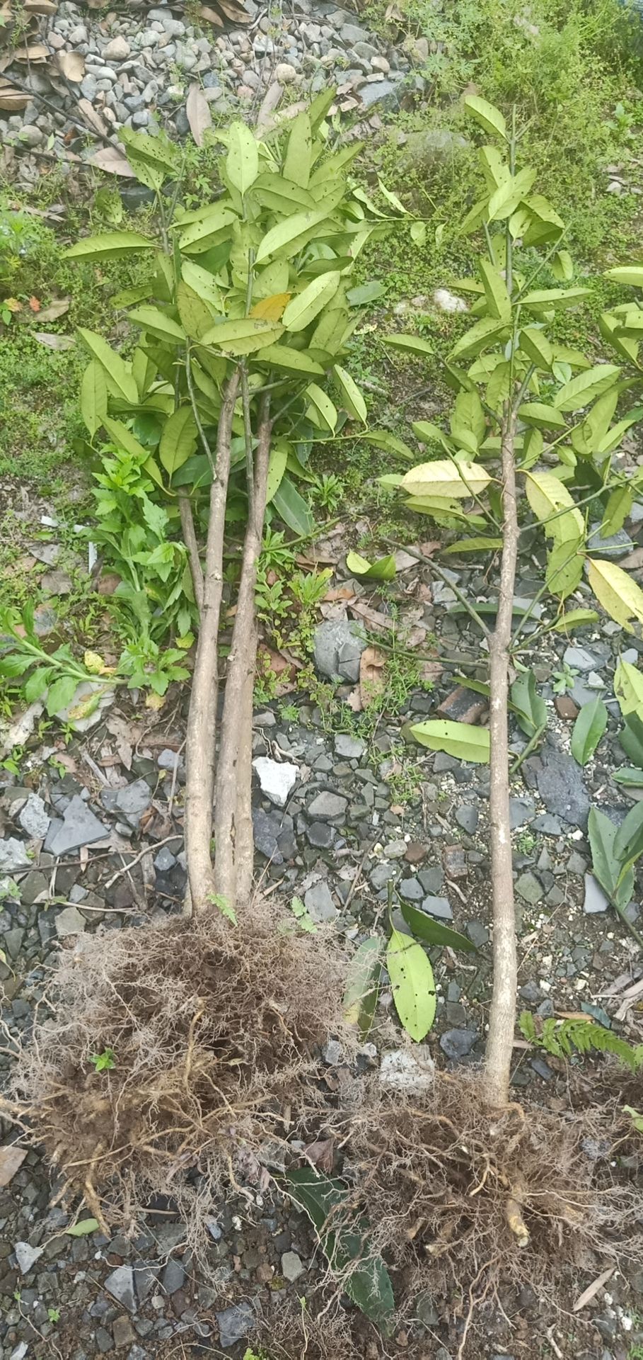 乌牛早茶苗  龙井茶叶苗 黄金牙 乌牛早 奶白茶 龙井茶白茶苗