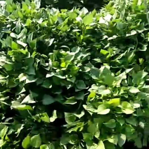 夏津县济薯25红薯苗 各种红薯苗子，西瓜红，烟署，龙九，红苏八，济署
