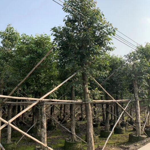 普宁市广东苗木种植基地批发海南蒲桃8-10-12-20公分假植苗