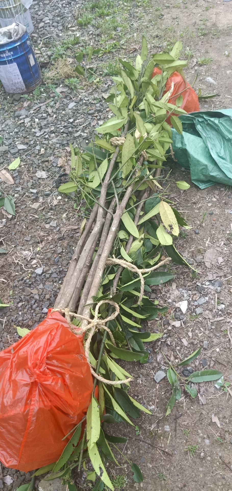 乌牛早茶苗  龙井茶叶苗 黄金牙 乌牛早 奶白茶 龙井茶白茶苗