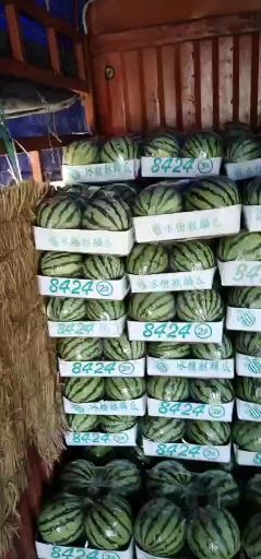 8424西瓜 新沂无子8424上市了。量大。。