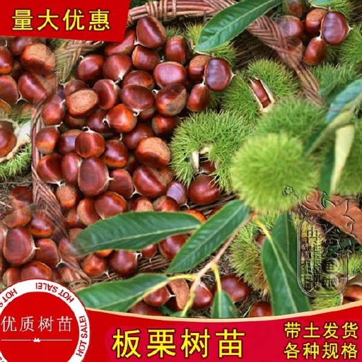 平邑县沂蒙板栗苗 嫁接板栗苗大红袍板栗栗子树苗当年结果 包邮 包结果