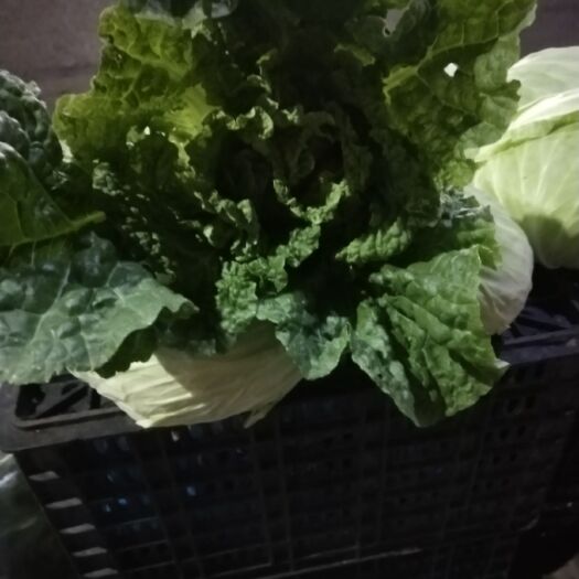 镇宁县 麻叶菜，青明白菜