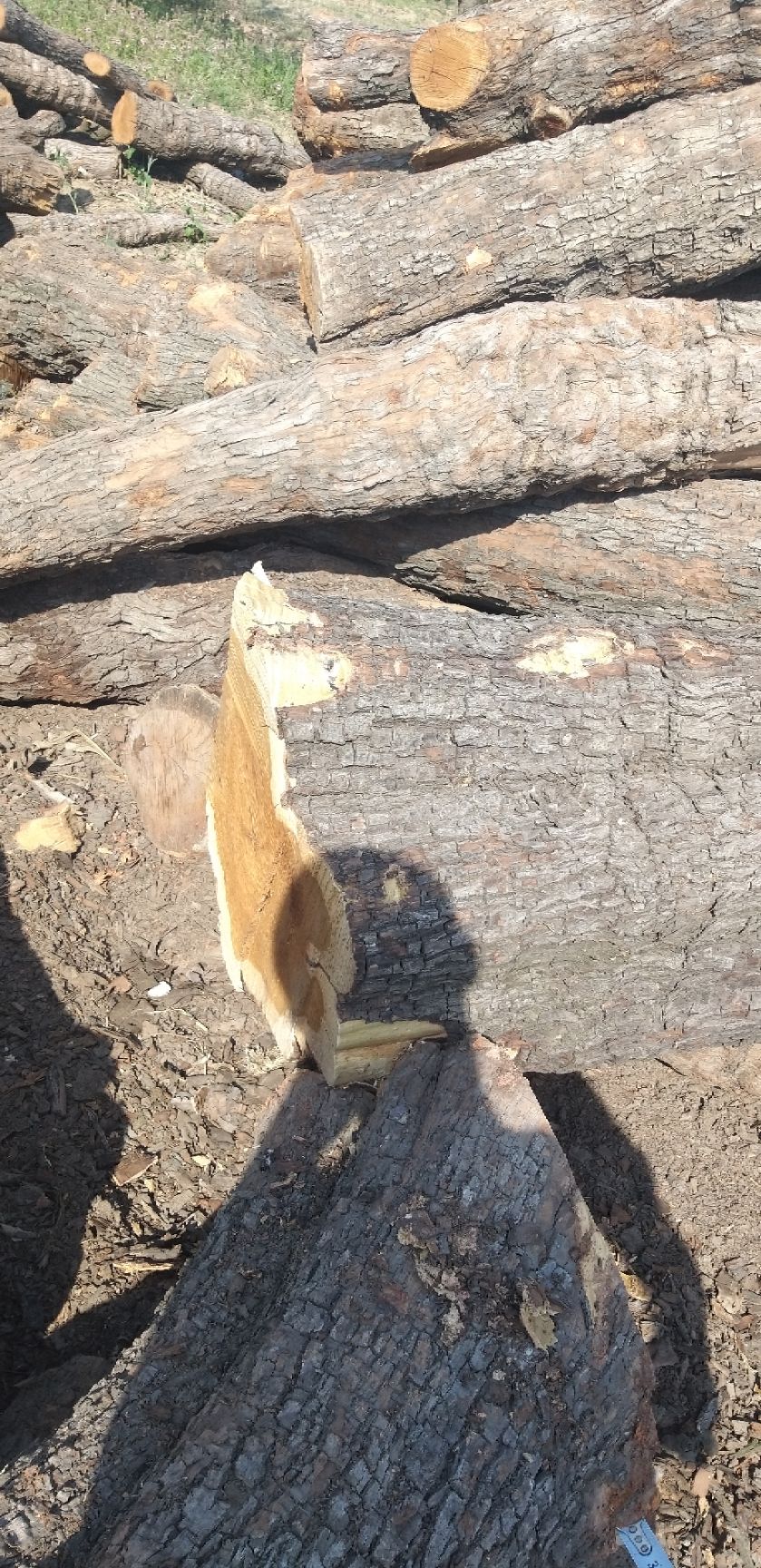  百年红心枣木雕刻枣木枣木墩用料枣木家具用料