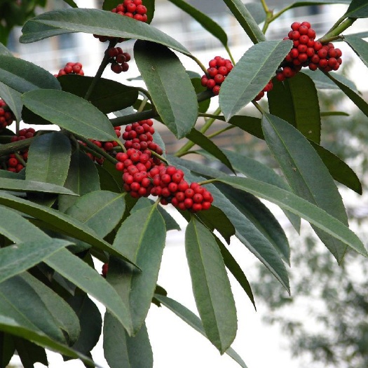 新昌县苦丁茶树 苦丁茶基地 大叶冬青苦丁茶苗木  大叶苦丁茶
