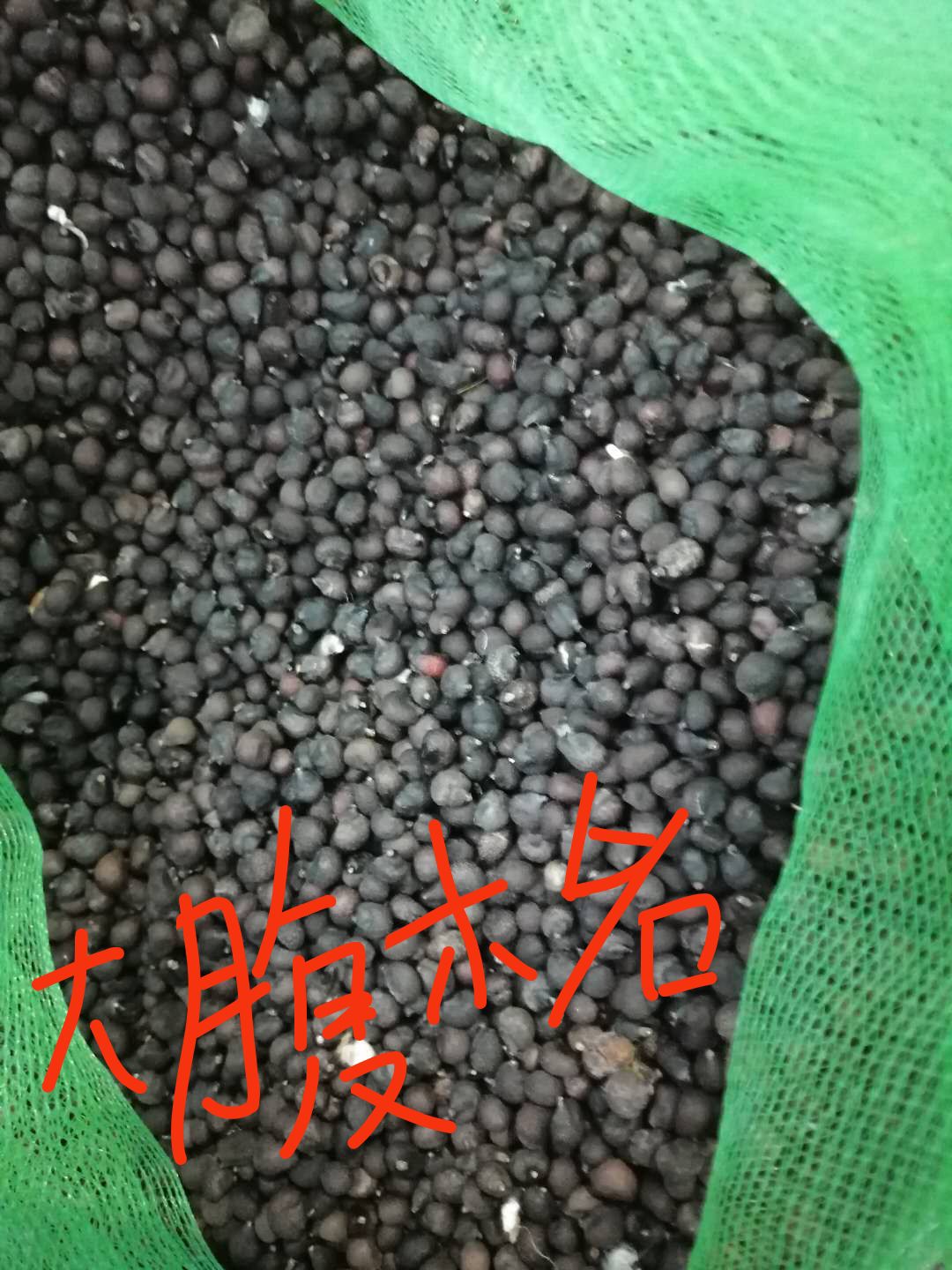 佛山桑树种子 长期出售各种树种，需要的老板联系订单