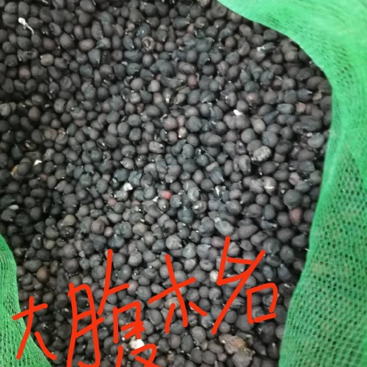 佛山桑树种子 长期出售各种树种，需要的老板联系订单