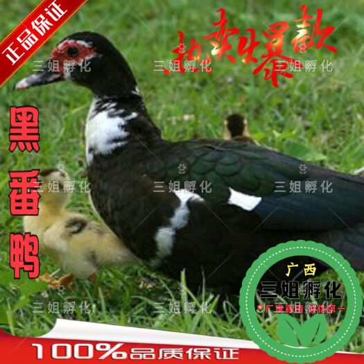南宁大种黑番鸭苗-西洋鸭-火鸭-厂家自销-假一赔十