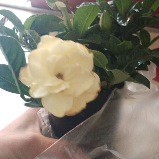 沭阳县 栀子花