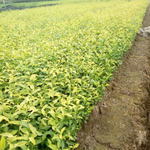 西湖龙井茶黄金牙浙农117 乌牛早 白茶苦丁茶紫茶等小苗