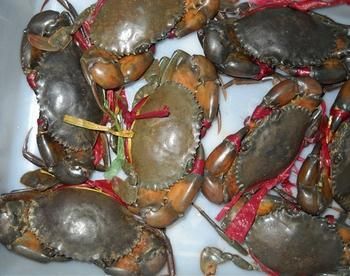 昆明山螃蟹 2-2.5两 缅甸孟加拉蟹【10斤起批公母各一半）批发价顺丰