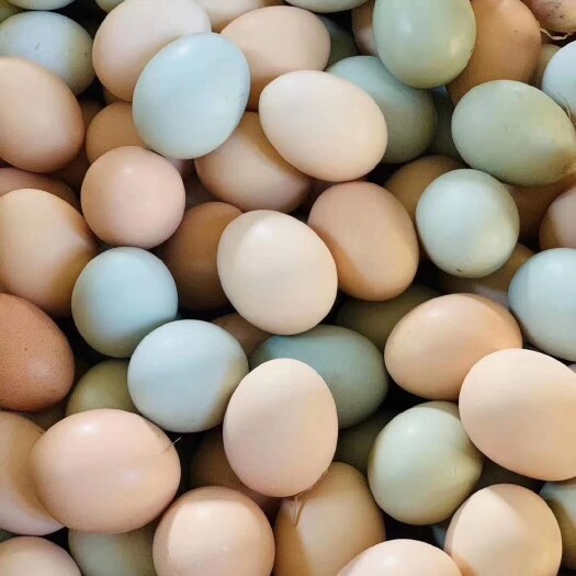 汝阳县 正宗散养土鸡、散养土鸡蛋（土鸡食玉米🌽、粗粮、蔬菜🥬等，