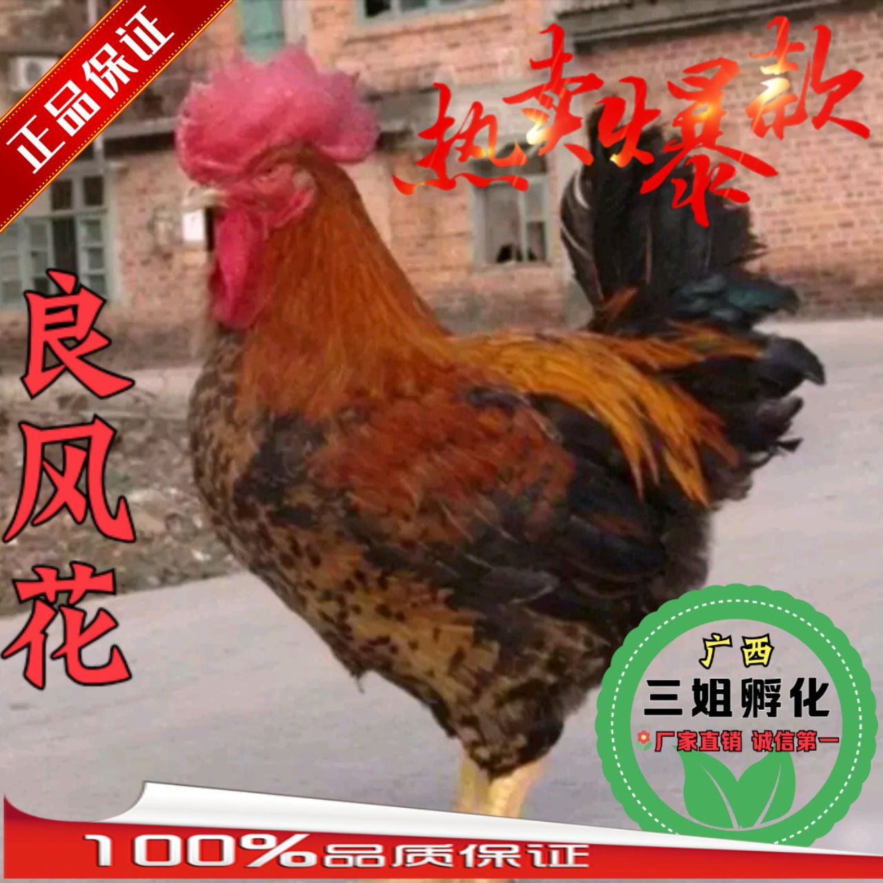 良凤花鸡苗  南宁快大型良风花鸡苗 -肉鸡-纯本地品种-承诺：假一赔十