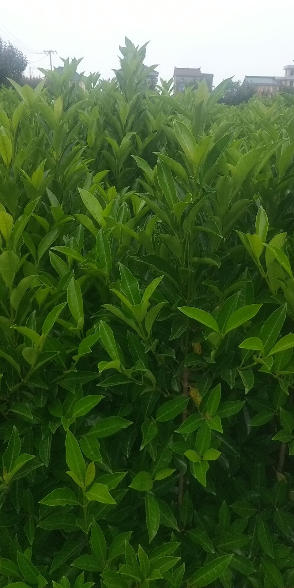  青珊瑚不脱脚，精品苗，量大优惠