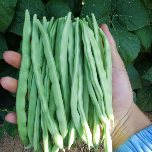 华宁县 白条四季豆大量上市，价格便宜 货多收货人少