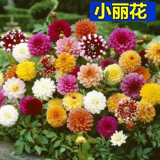 沭阳县小丽花种子 荷兰球根花卉大丽菊花地瓜花球根大丽花种球当年开多年生大花