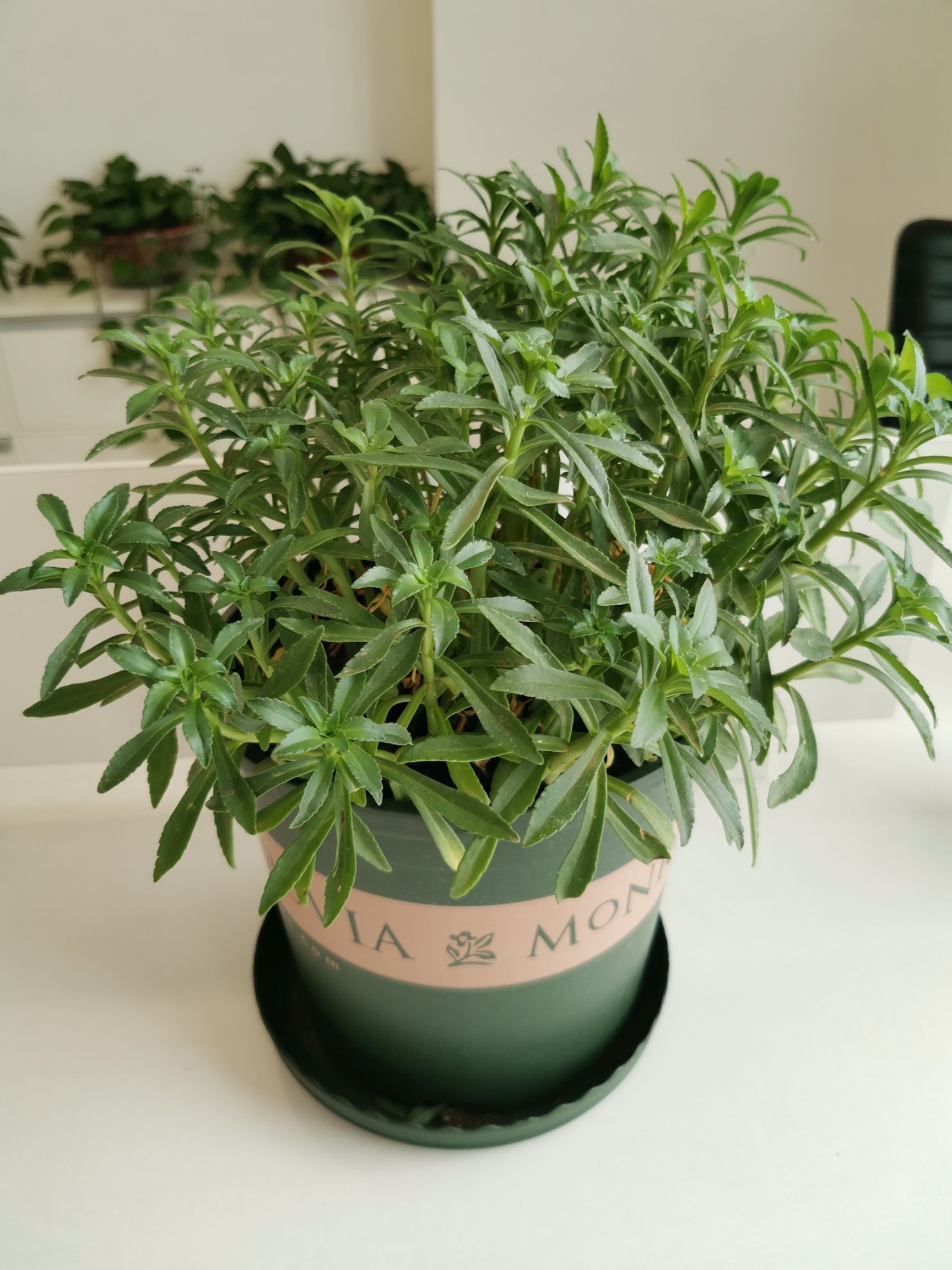 高钙菜种子 神奇的高钙菜