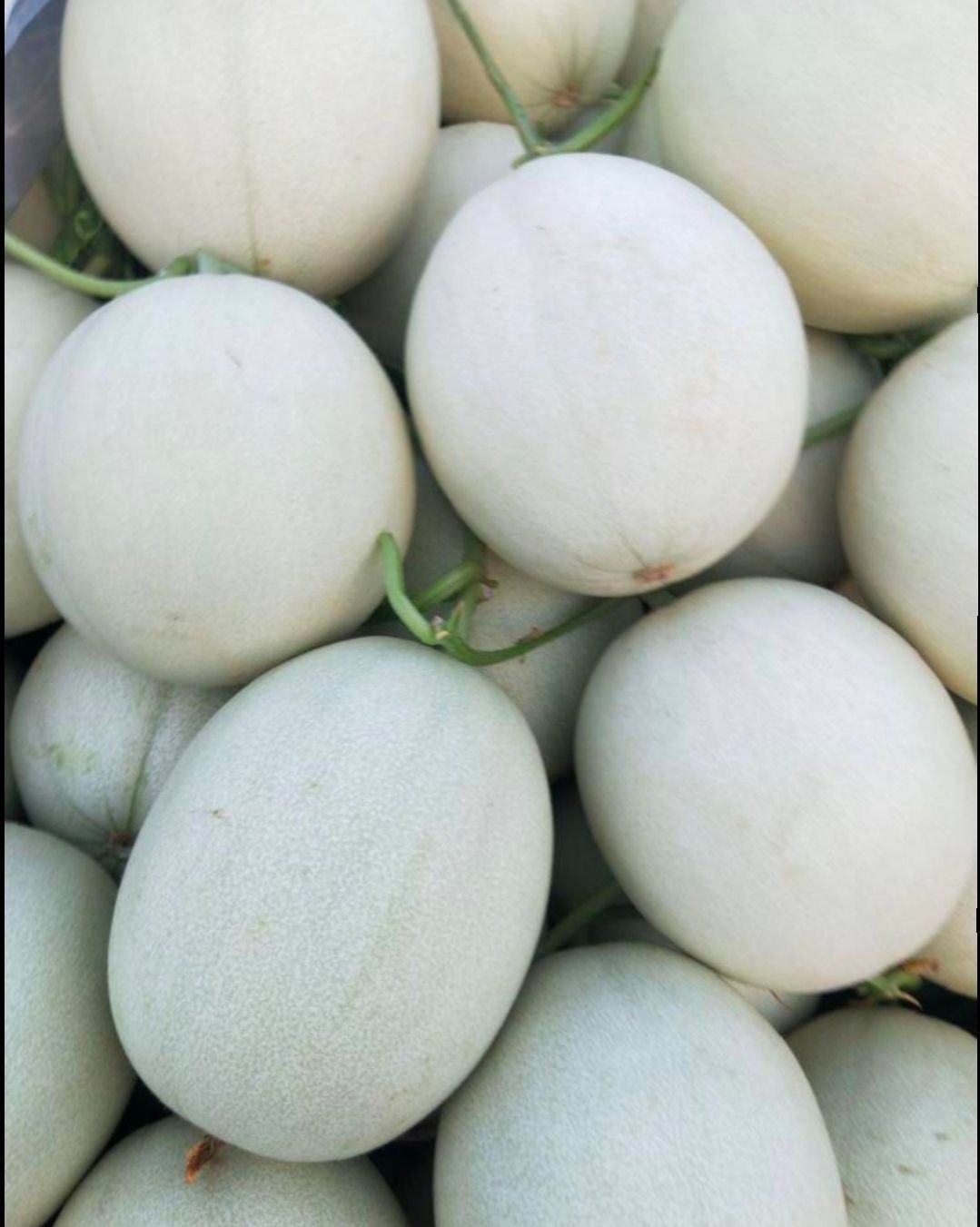玉菇甜瓜  玉姑甜瓜