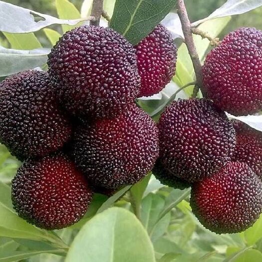 昆明石屏杨梅 4 - 5cm