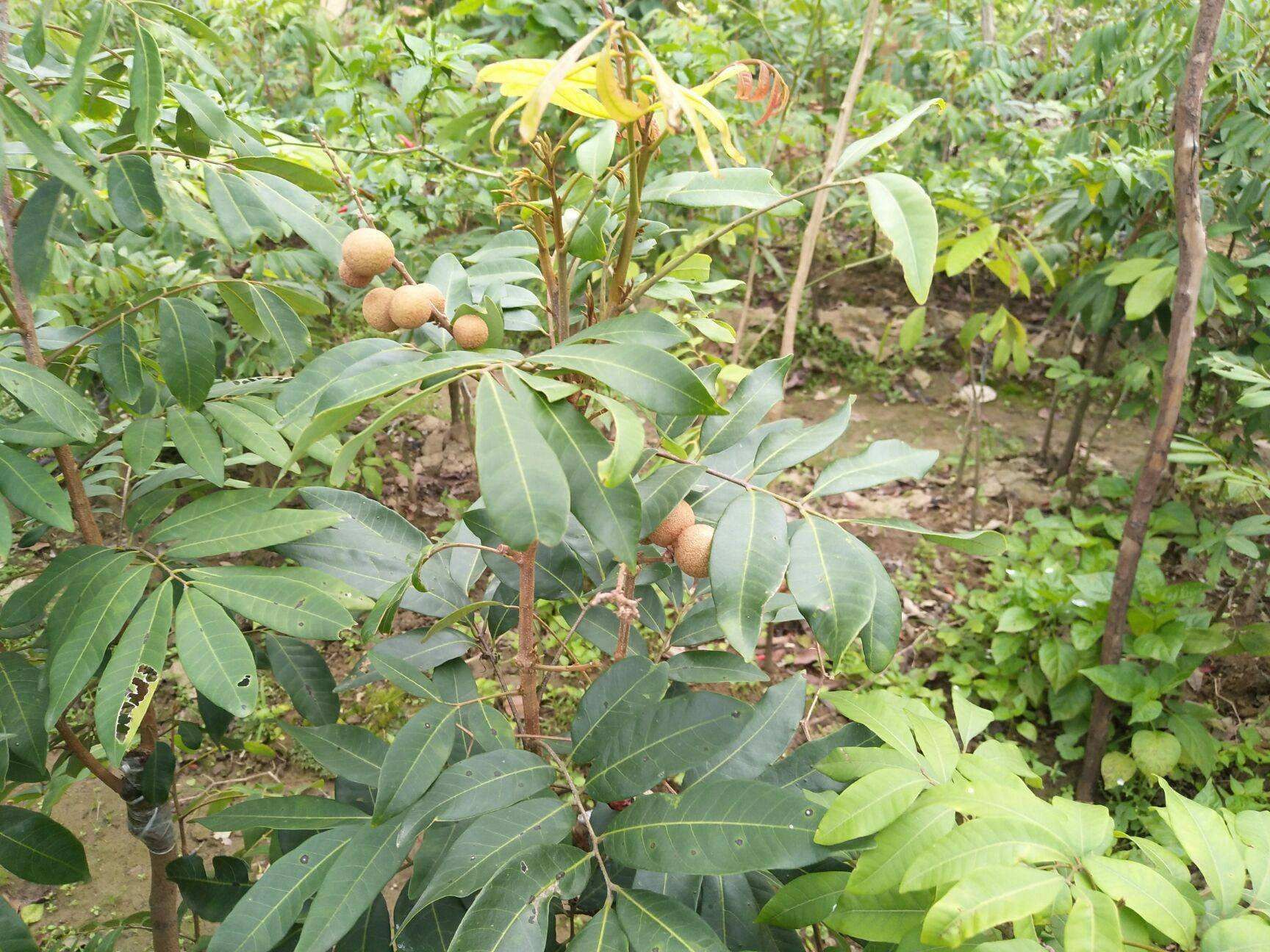  四季龍眼苗一年四季開花結(jié)果帶土帶葉發(fā)貨包郵