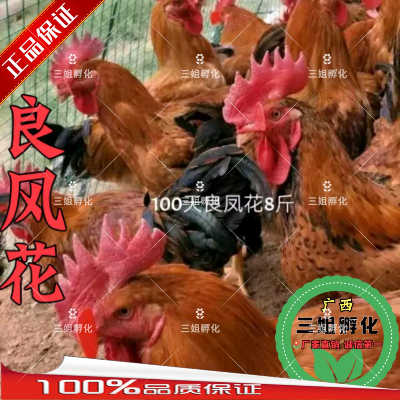 良凤花鸡苗  南宁快大型良风花鸡苗 -肉鸡-纯本地品种-承诺：假一赔十