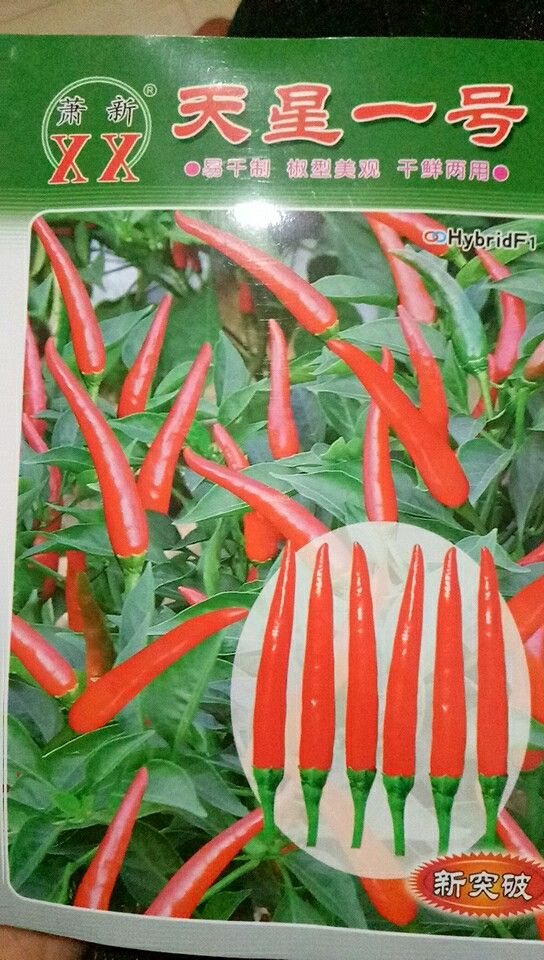 朝天椒苗艳红辣椒苗干鲜2用