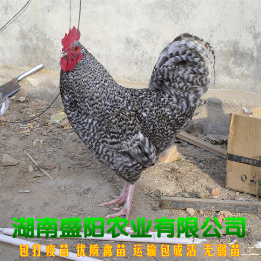 衡阳芦花鸡苗  厂价直销大种芦花鸡快大型芦花鸡出厂疫苗到位包运费