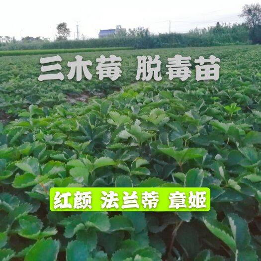 南通 甜茶里草莓苗 20cm以下 成活率 免费提供技术支持
