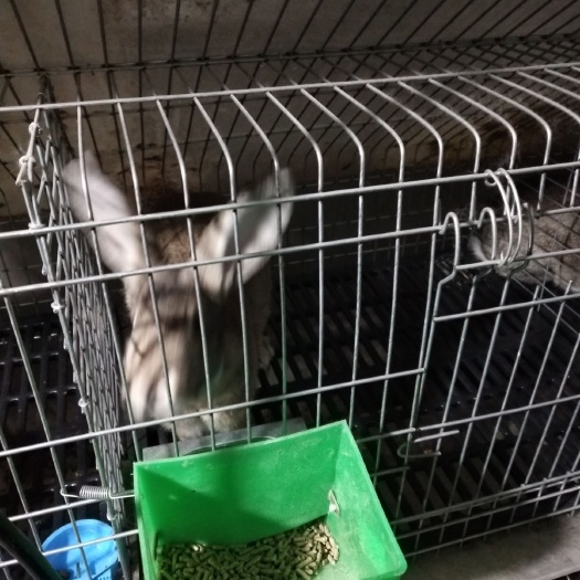 新沂市肉兔 5斤以上