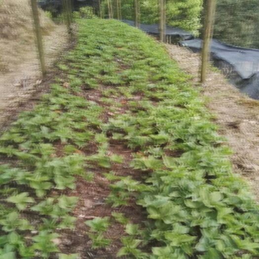 龙里县重楼苗 毒角莲籽育苗
