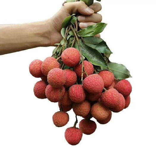 高州市白糖罂荔枝  1.描述产品具体特点（如：品种、口感、甜度、果面、颜色、生长