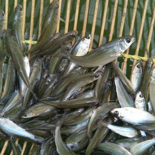 东莞市 鲮鱼苗