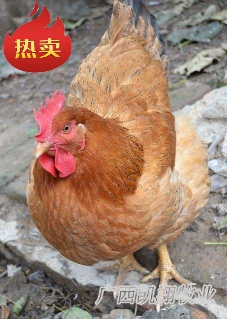 南宁 九斤黄鸡苗 浦东鸡苗 孵厂直供 包疫苗包路损 质量保证