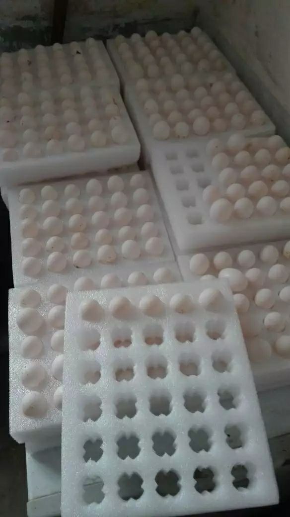 [白鸽蛋批发]白鸽蛋 诚心诚意价格2元/个 - 惠农网触屏版