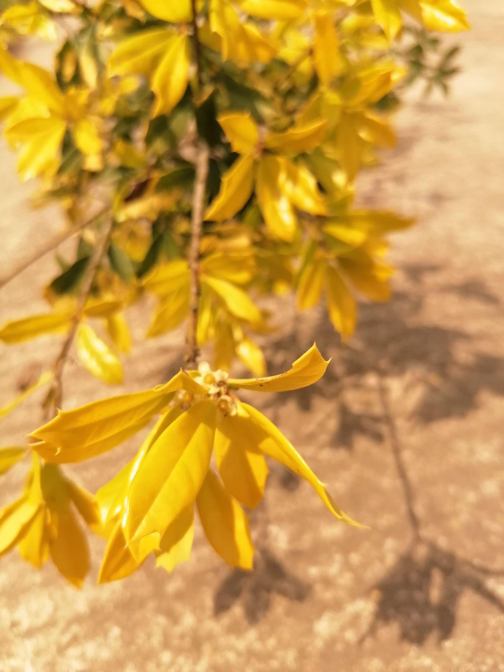 黄金构骨 黄金枸骨