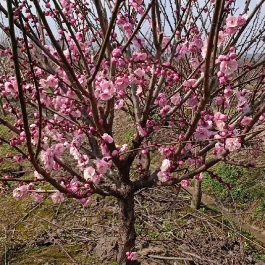 长兴县 自家苗圃专业种植，品种多样，常年出售，主攻红梅