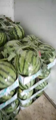 8424西瓜 新沂无子8424上市了。量大。。