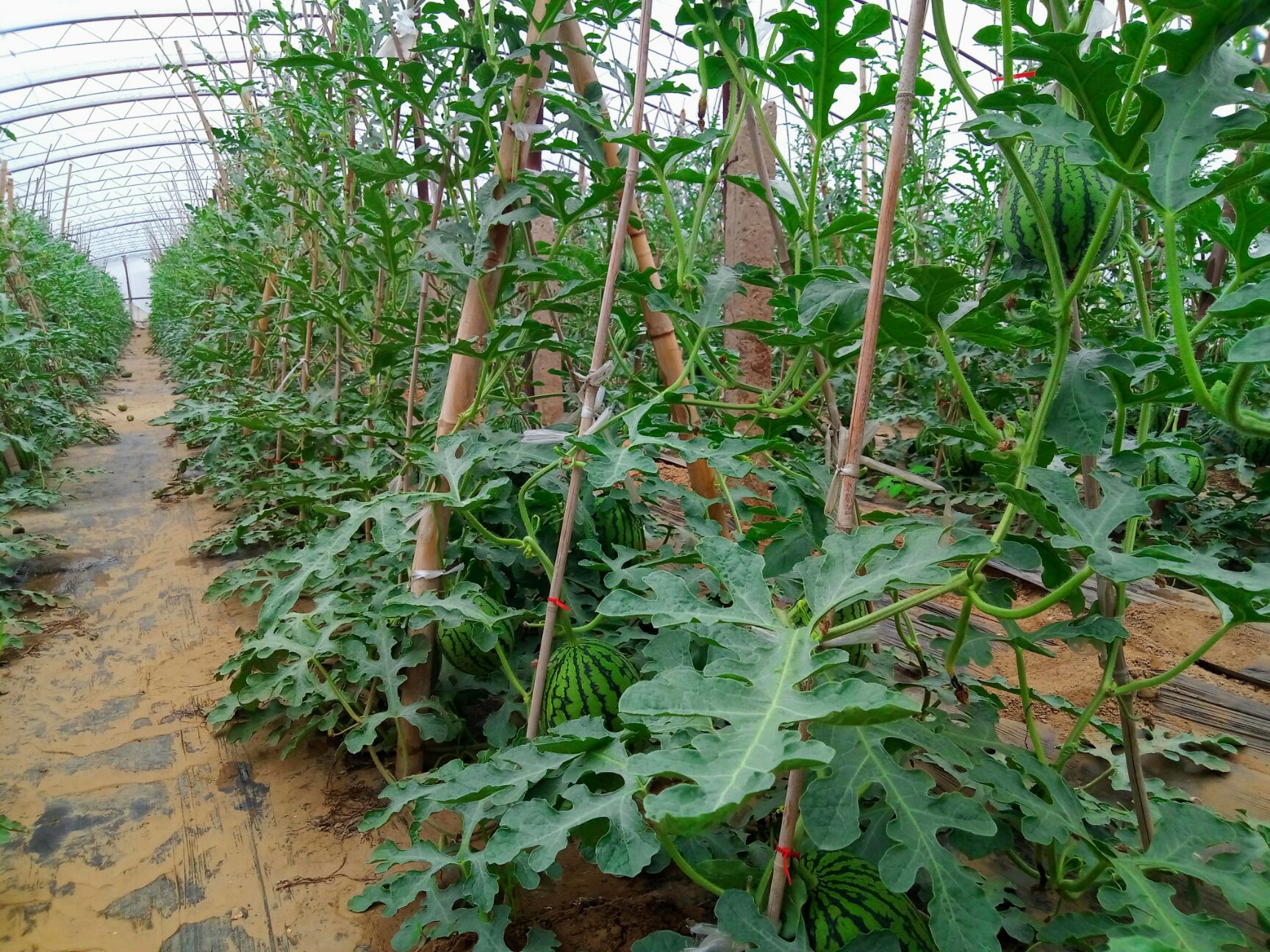 庞各庄西瓜,l600吊瓜,保熟,纸箱,散装都可以,蜜蜂授粉