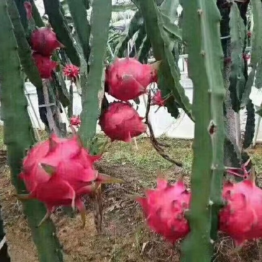 灵山县 金都一号红肉火龙果苗