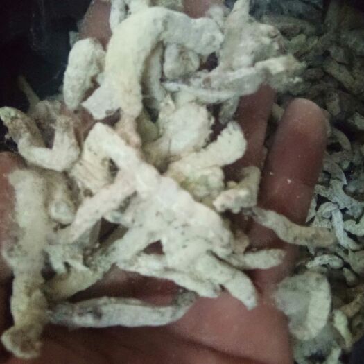 南宁蚕虫 僵虫