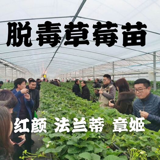 南通 奶油 章姬草莓苗 20cm以下 成活率 免费提供技术支
