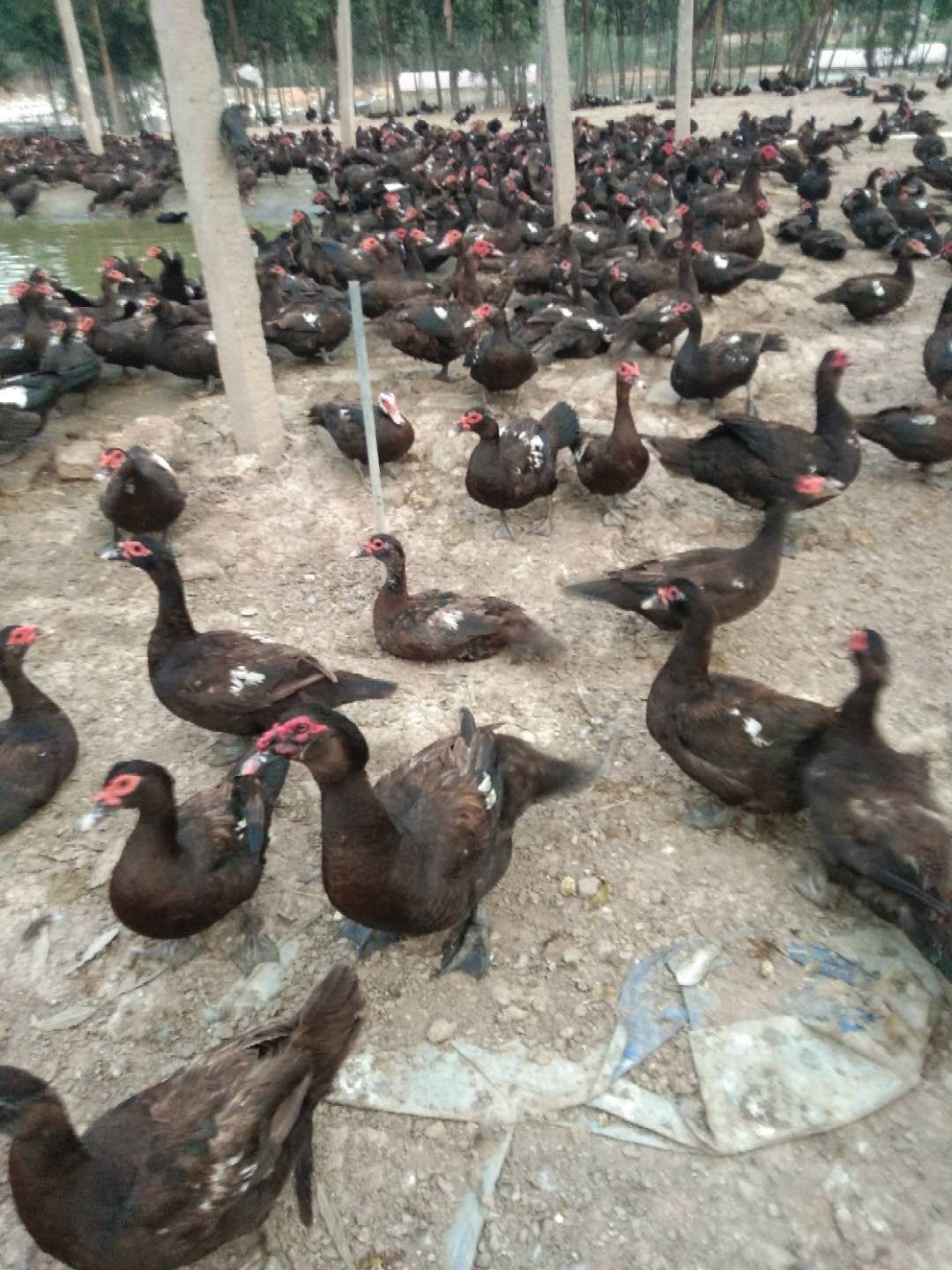  玉土淘汰老鸭有需要别错过，500以上可以捉。低至6头上车！