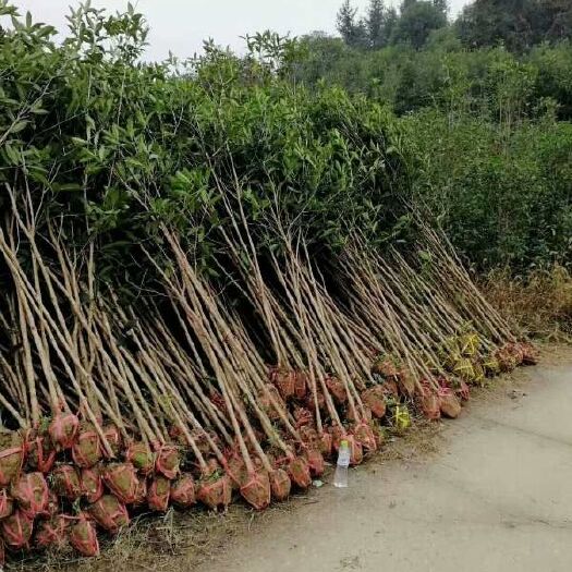咸宁金桂