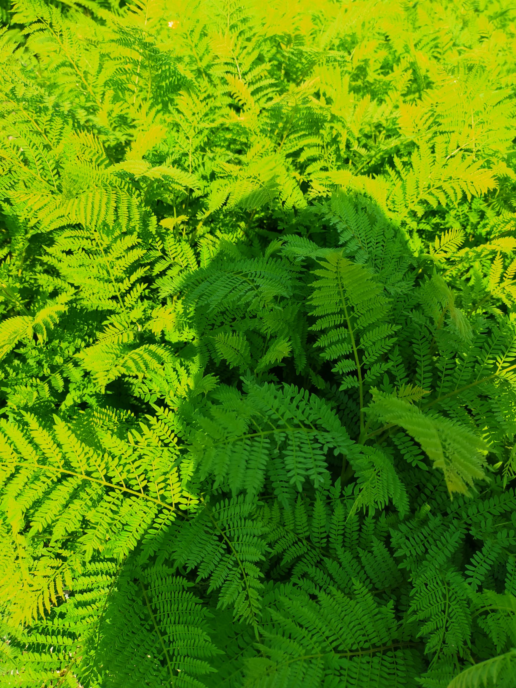  蓝花楹苗，不包邮费