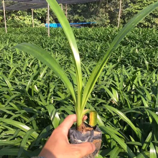 东莞市 蜘蛛兰  0.5米以下  东莞苗圃基地直销