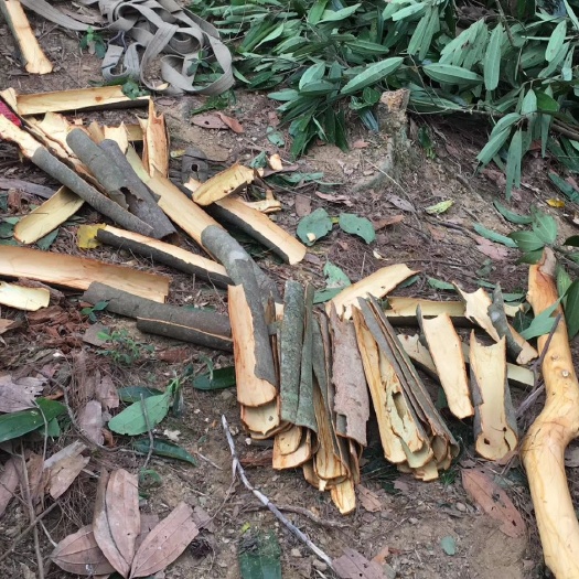 云浮 农家自己种植玉桂皮，大量出售，8元一斤，一百斤起批