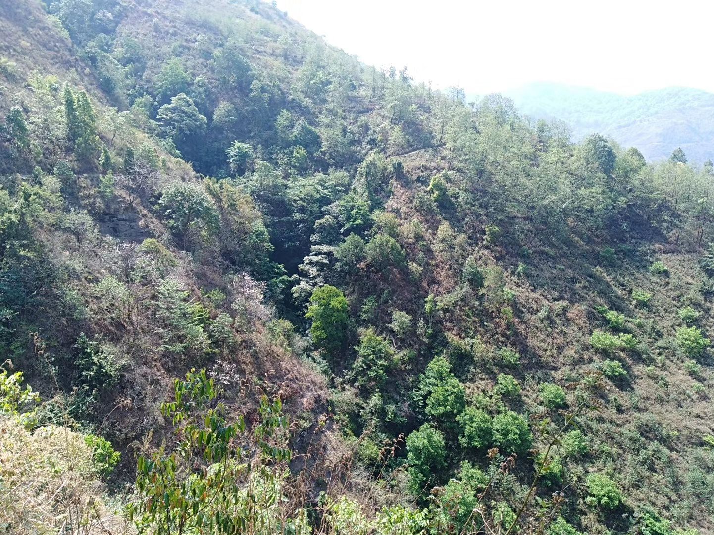  百花蜜蜂蜜云南边境山里自采，原味蜜沁香，蜜源百花，是百花蜜