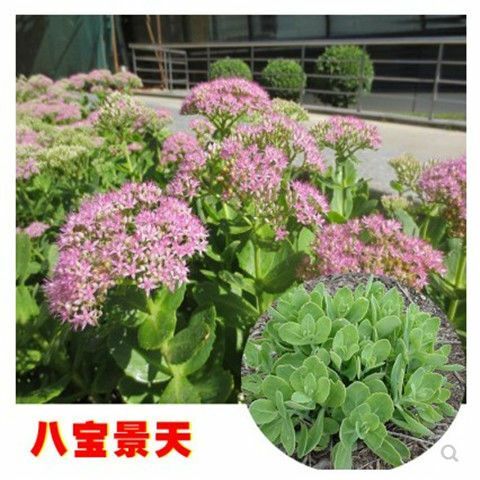 顺平县八宝景天盆栽  八宝景去蚊草