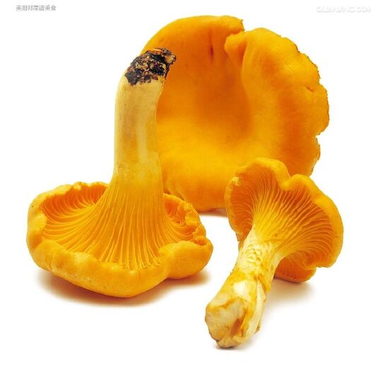 柞水县 鸡油菌精选品一级