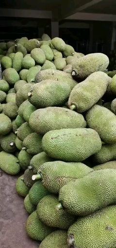  菠萝蜜，产地直发，一手货源